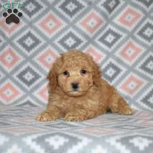 Peanut, Bich-Poo Puppy